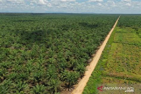 Petani swadaya kuasai 6,72 juta hektare lahan sawit Indonesia - ANTARA ...