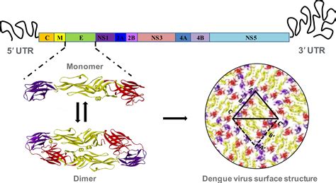 Frontiers Dengue Virus Neutralizing Antibody A Review Of Targets