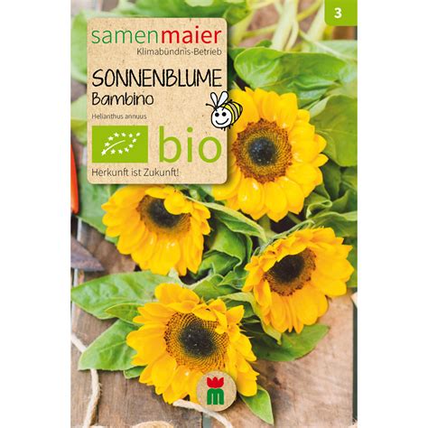 Bio Sonnenblume Bambino Saatgut F R Zirka Pflanzen Online Kaufen