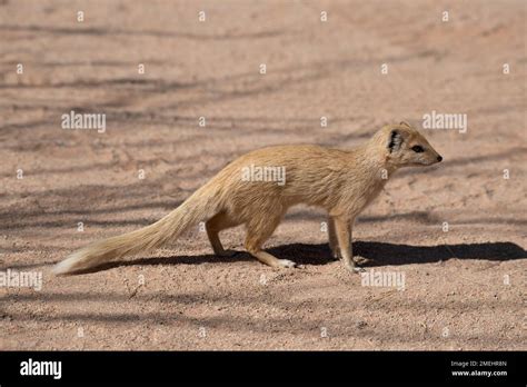 Yellow Mongoose Cynictis Penicillata Herpestidae Namib Desert