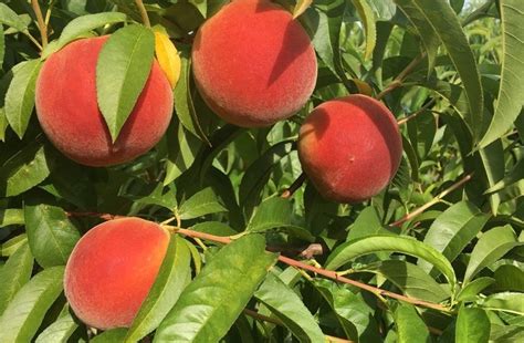 Pruning a Peach Tree - How To Prune Properly - Stacy Lyn Harris