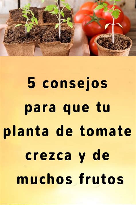 There Is A Sign That Says Consejos Para Que Tu Planta Detomate Crea Y