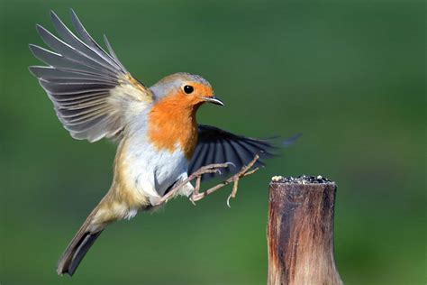 Robin Bird- Facts All You Need to Know - Birds Fact