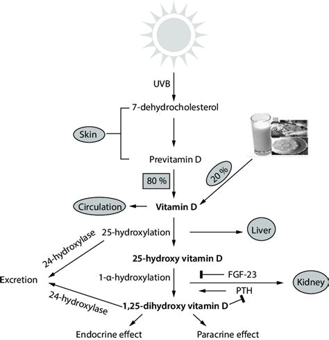 Schematic Illustration Vitamin D Synthesis Pathway And 55 Off