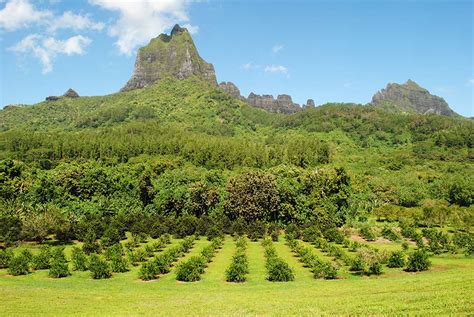 French Polynesia Tropical Travel Girl