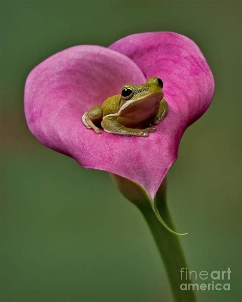 95 best Frog Fun images on Pinterest | Frogs, Frog illustration and Kiss me