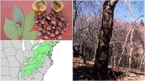 Over Three Billion American Chestnuts Died During The Chestnut Blight