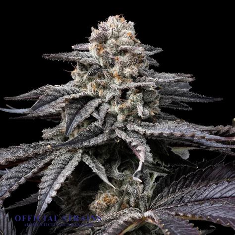 Original Runtz Feminized Premium Cannabis Seeds Official Strains