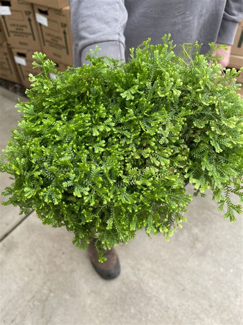 6 Fern Selaginella Club Moss Tri State Foliage In House Availability