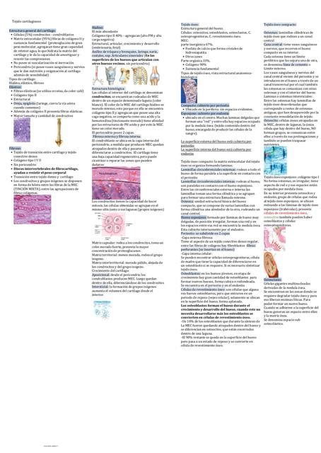 Tejido Cartilaginoso Histolog A Chiqui Rojita Udocz
