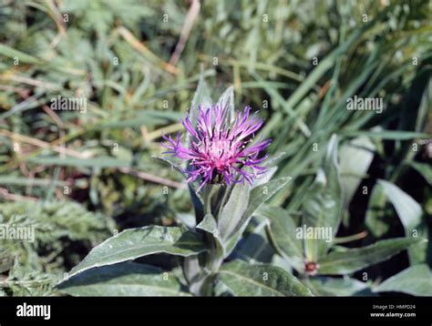 Perennial Cornflower Mountain Cornflower Or Bachelor S Button Cyanus