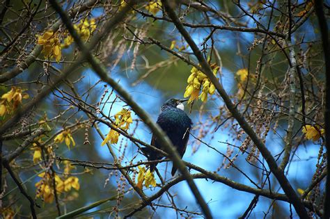 Tui - New Zealand bird Photograph by Photto Ltd - Fine Art America