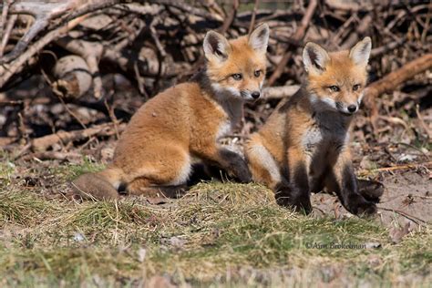 Ann Brokelman Photography: Red Fox kits playing fighting and having fun