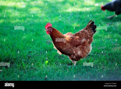 Rhode Island Red Chicken On Grass With A Plymouth Rock Chicken In