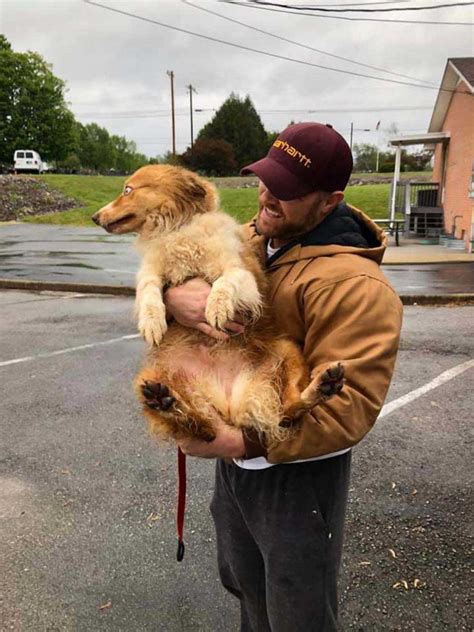 Ce Chien Peut Enfin Voir Sa Famille Apr S Avoir T Port Disparu