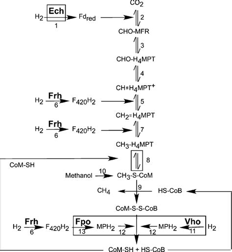 Pathway Of Methanogenesis From Co 2 H 2 And From Methanol In Download Scientific Diagram