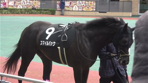 スマイルバック パドック単独撮影 2021 12 5 こうやまき賞 中京競馬場 9r Youtube