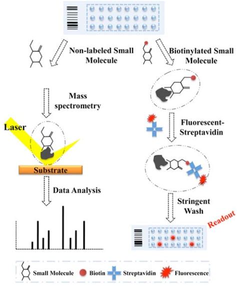 Protein microarrays for protein-small molecule interaction study ...