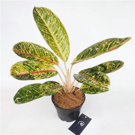 Jual Aglaonema Donna Carmen Tanaman Hias Indoor Plant