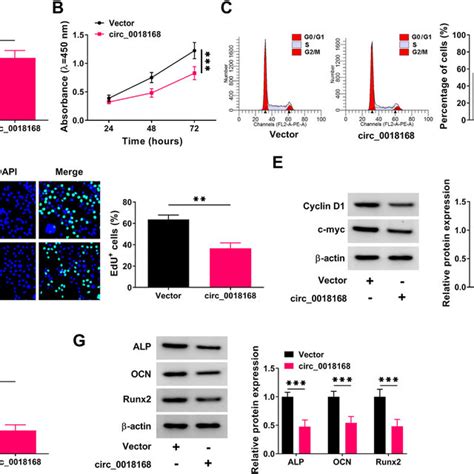 Circ0018168 Overexpression Suppressed Cell Proliferation And