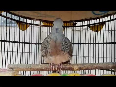 SUARA PIYIK PERKUTUT BANGKOK USIA 3 BULAN PRODUK SILWAK BIRD FARM YouTube