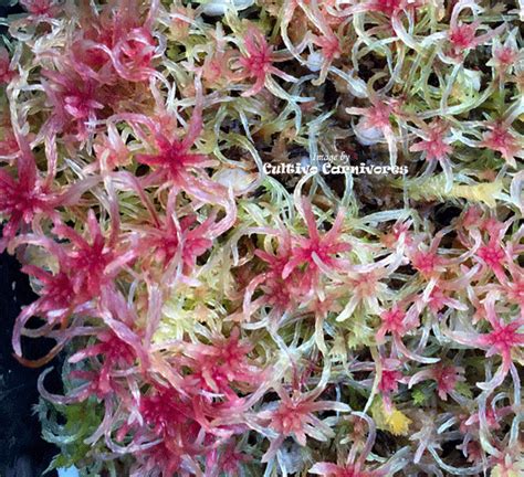 Buy Live Sphagnum Moss Online Cultivo Carnivores South Africa