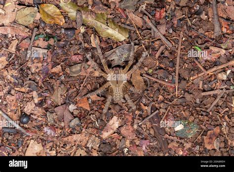 Brazilian Wandering Spider Phoneutria Nigriventer Stock Photo Alamy