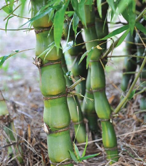 Pokok Buluh Caridotmy