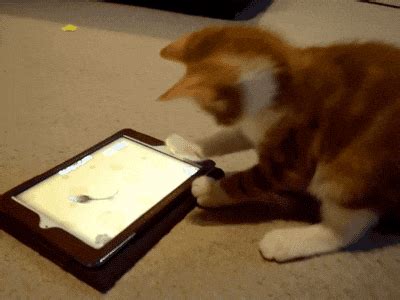 Cat Pounce GIFs - Get the best GIF on GIPHY