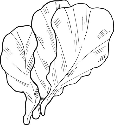 Lettuce Coloring Page ColouringPages