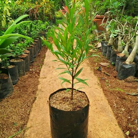 Jual Tanaman Hias Pucuk Merah Bibit Pohon Pucuk Merah Shopee Indonesia