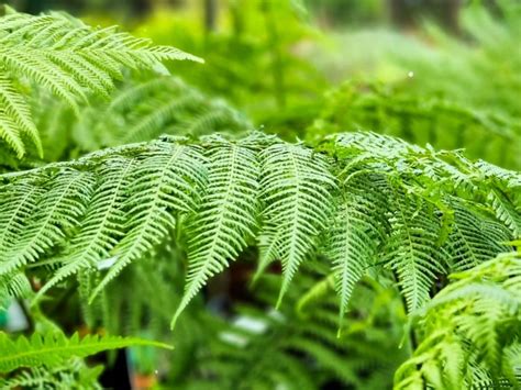 Dicksonia Antarctica Wholesale Nursery Nurseries In Melbourne