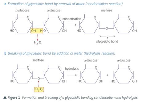 Carbohydrates Disaccharides And Polysaccharides Diagram Quizlet