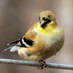 New Jersey State Bird: Eastern Goldfinch (Carduelis tristis)