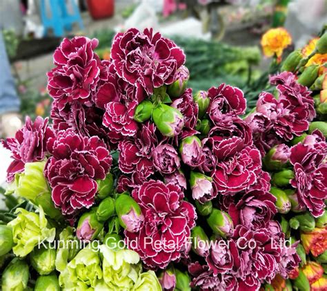 Wholesale Premium Fresh Spray Carnation For Unique Flower Flowers And