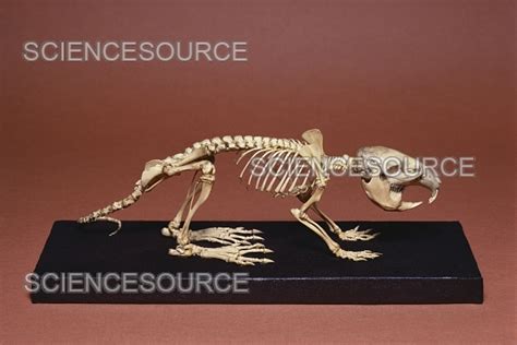 Muskrat Skeleton Stock Image Science Source Images