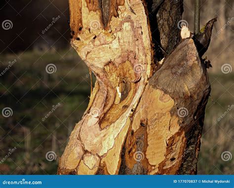 Un Rbol Comido Por Los Castores En El Campo Junto Al R O Imagen De