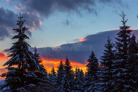 Sunset Pine Trees stock image. Image of scenic, orange - 21213951