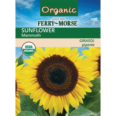 Ferry Morse Sunflower Mammoth Organic Seed X1540 The Home Depot