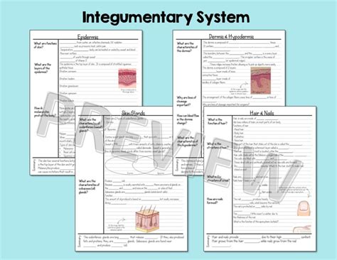 Anatomy And Physiology Notes Bundle Suburban Science