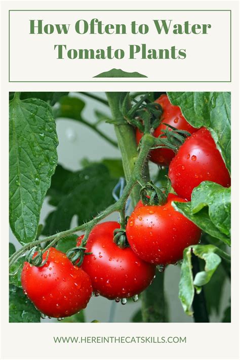 How To Water Tomato Plants Tips For Optimal Growth