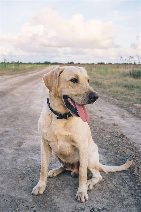 Happy Retriever By Stocksy Contributor John Dunaway Stocksy