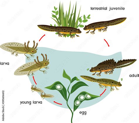 newt life cycle sequence  stages  development  crested newt