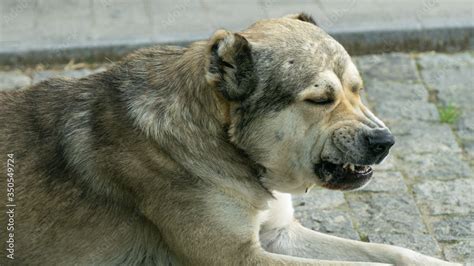 Nagazi Is A Georgian Shepherd Dog One Of The Oldest Authentic Dog