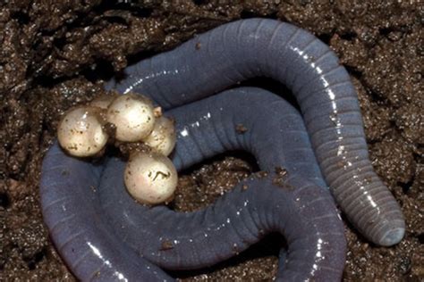 Life Cycle Of A Caecilian