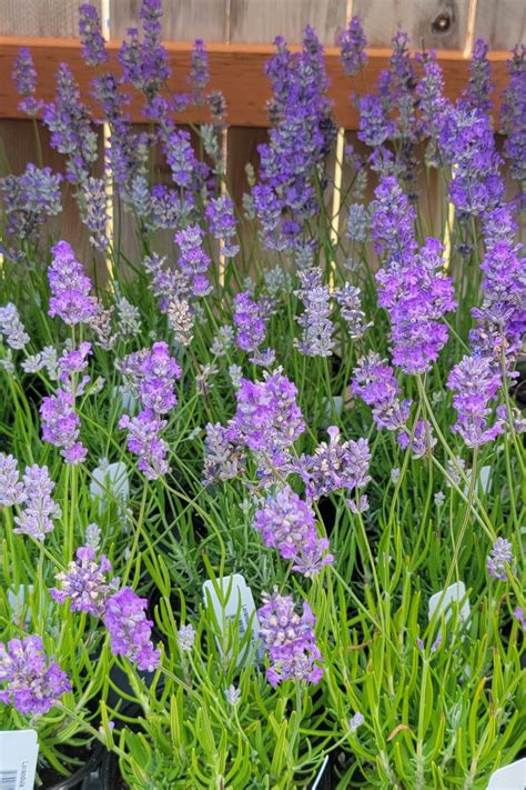 Find Many Lavender Plants And T Ideas Best Lavender Bundles