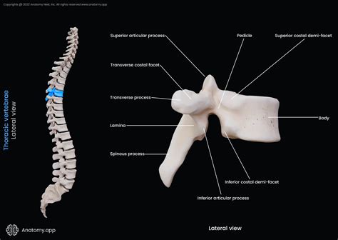 Thoracic vertebrae | Encyclopedia | Anatomy.app | Learn anatomy | 3D ...