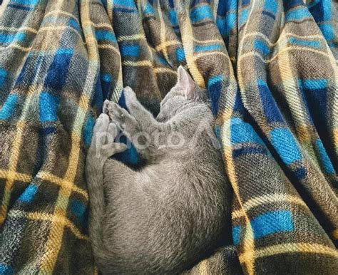 毛布の上で眠るロシアンブルーの子猫 No 4368286｜写真素材なら「写真ac」無料（フリー）ダウンロードok