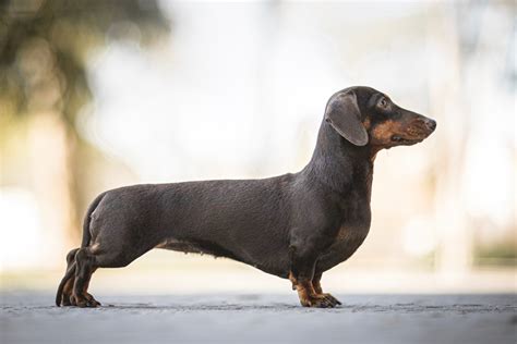 Dachshund Ou Basset Hound Descubra As Diferenças Entre As Raças De