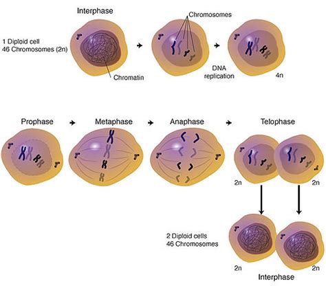 Mitosis ISOGG Wiki